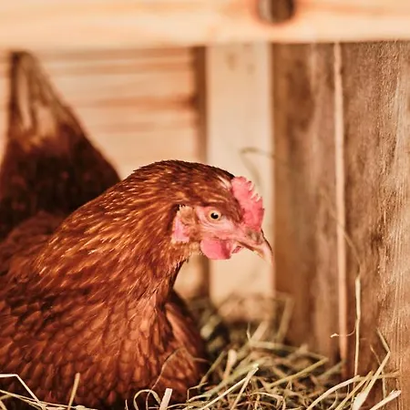 Almdorf Omlach, Fanningberg Horská chata Weisspriach